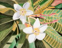Plumeria (thumbnail)