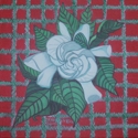 Mexican%20Gardenia (thumbnail)