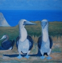 Blue%20Footed%20Booby (thumbnail)