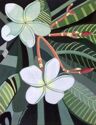 Plumeria (thumbnail)