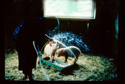 Pigs%20at%20Milkwood%20Farm (thumbnail)