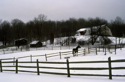 Horse%20in%20the%20snow (thumbnail)