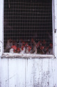 Chickens%20in%20a%20coop (thumbnail)