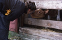 Victoria with Maisy Moo Victoria%20with%20Maisy%20Moo (thumbnail)