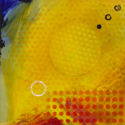Yellow Event with Orange Pattern Yellow%20Event%20with%20Orange%20Pattern (thumbnail)