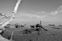 Tree%20Wreck%20Beach (thumbnail)