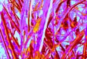 iced%20g (thumbnail)