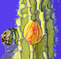 desert%20fruit (thumbnail)