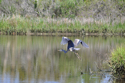 blue%20heron (thumbnail)