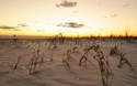 OKI%20Beach%20Sunset (thumbnail)