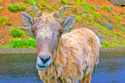 electric%20sheep (thumbnail)