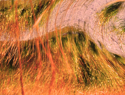 orange%20bog (thumbnail)