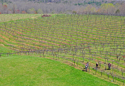 vino%20harvest (thumbnail)