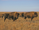 konza%20bison (thumbnail)