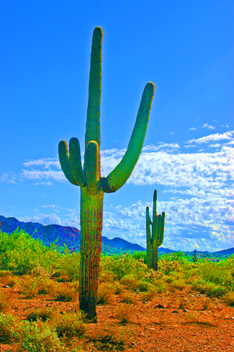 frank%20lloyd%20cacti (large view)