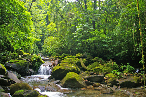 rain%20forest (large view)