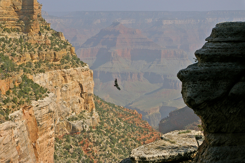 condor%20over%20canyon (large view)