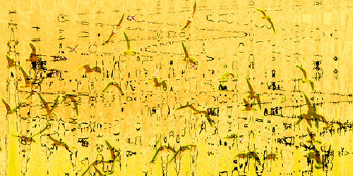 eastern%20flyway (thumbnail)