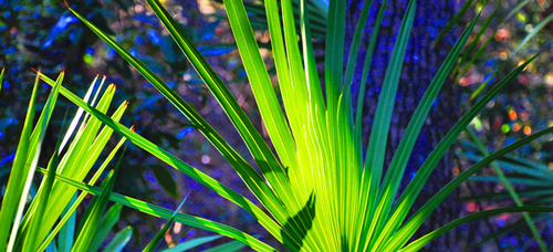 amelia%20palm (thumbnail)