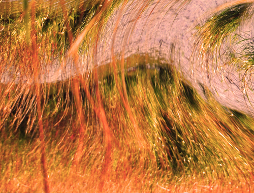 orange%20bog (large view)