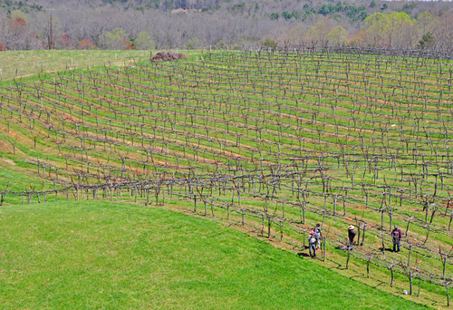 vino%20harvest (large view)