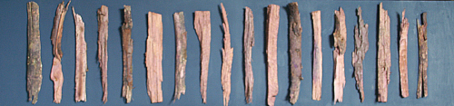 Bark%20Teeth (thumbnail)