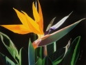 This is a bird of paradise tropical flower with a black background.  Oil on canvas. (thumbnail)