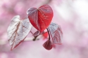 %22Queen%20of%20Hearts%22 (thumbnail)