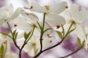 branch of dogwood flowers (thumbnail)