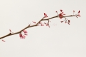 Redbud branch with budding flowers (thumbnail)