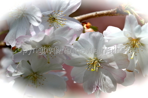 %22Blossoms%22 (large view)