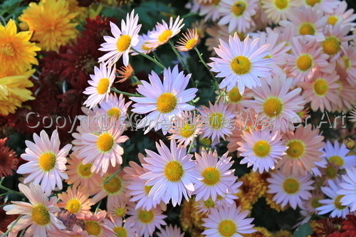 %22Daisies%22 (large view)