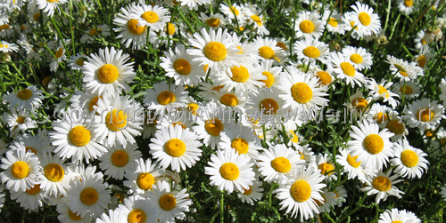 %22Daisies%22 (thumbnail)