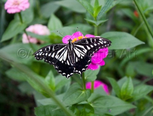 %22Butterfly%22 (large view)