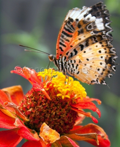 %22Sweet%20Nectar%22 (large view)