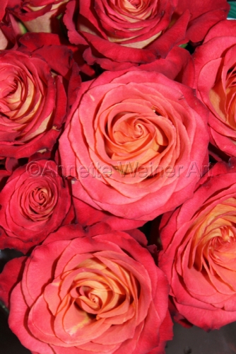 %22Roses%2C%20Roses%2C%20Roses%22 (large view)