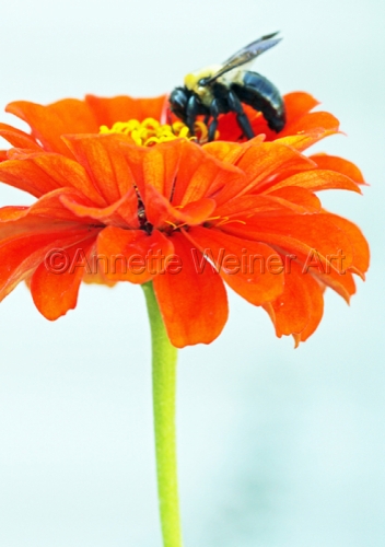 %22Sweet%20Nectar%22 (large view)