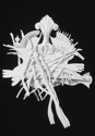 %20Preening%201 (thumbnail)