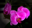 Purple Delights