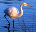 Le Heron
