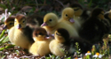 Ducklings