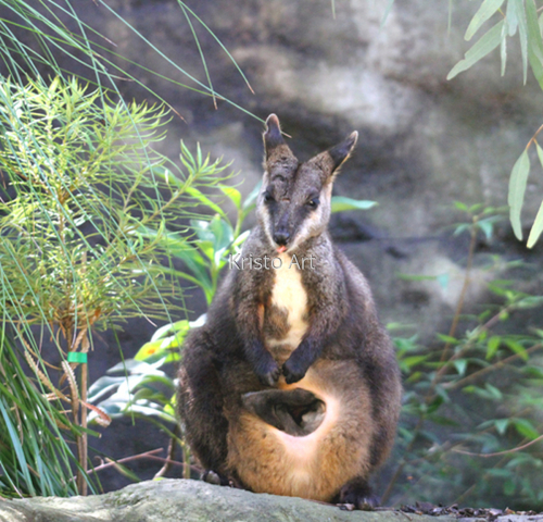 Photography-Color-Marsupial 1