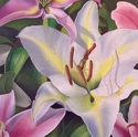 Lilies (thumbnail)