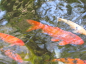 Photography--Color-FoodFishing. JPG