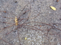 Photography--Digital-NatureMy Driveway. JPG.