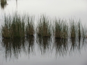 Photography--Digital-NatureEndurance. JPG