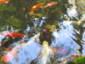 Photography--Digital-NatureUnder The Surface movement. JPG.