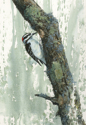 Beatrice Bork - Painting woodpecker, wood, bird, watercolor, animal, original, bea, - Painting