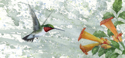 Ruby-throated%20Hummingbird (thumbnail)