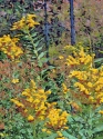 Golden%20Bouquet%20-SOLD (thumbnail)